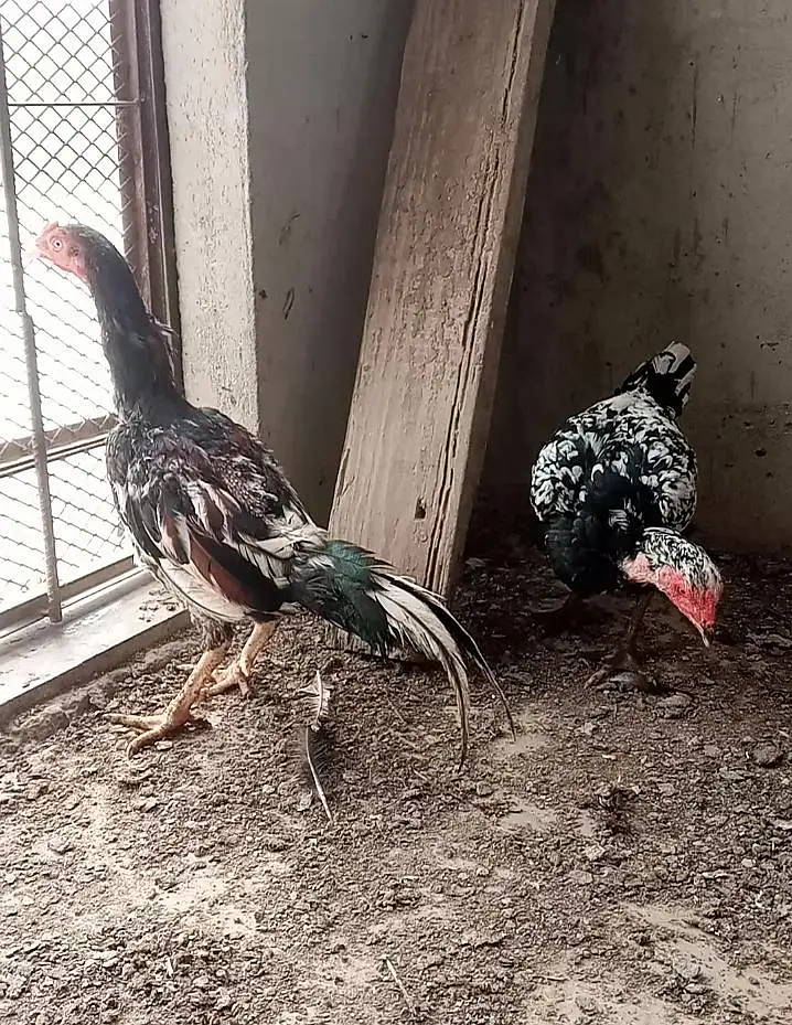 lasani mushka aseel patha murgi murga pair — photo 4