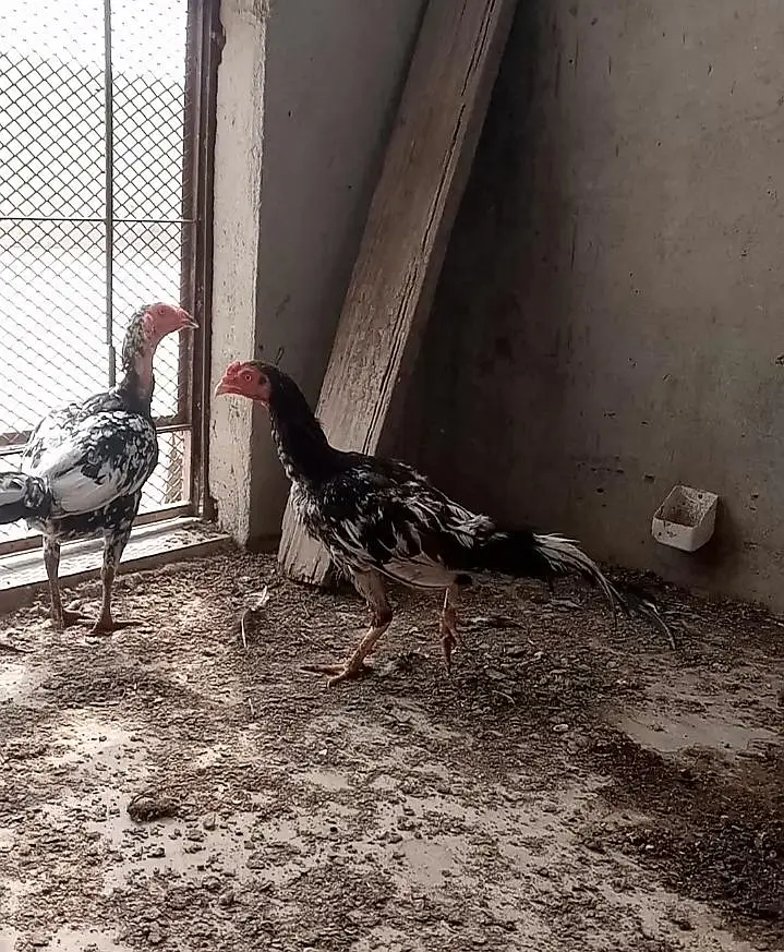 lasani mushka aseel patha murgi murga pair — photo 5
