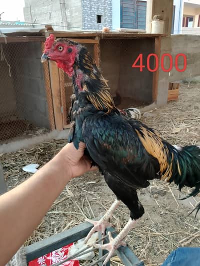 sb murgiyan Andy de Rahi hen
