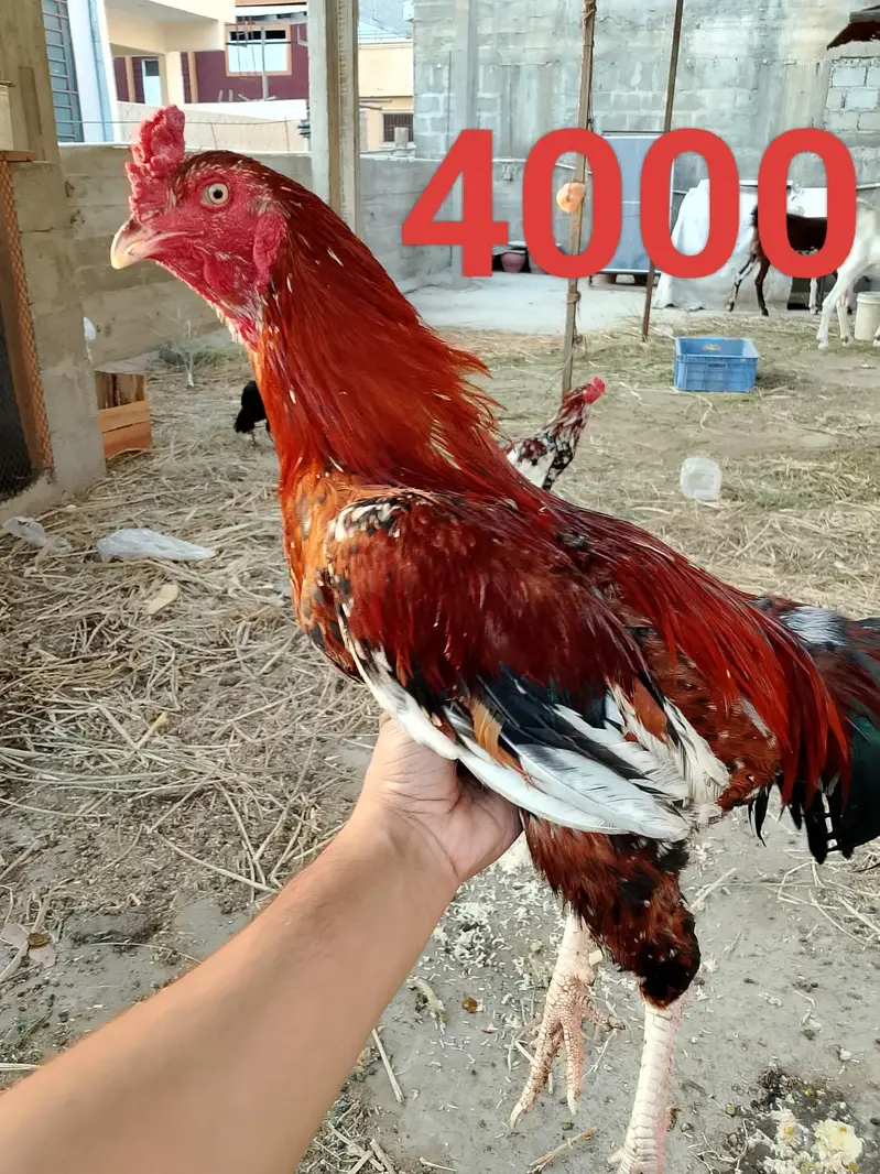 sb murgiyan Andy de Rahi hen — photo 2