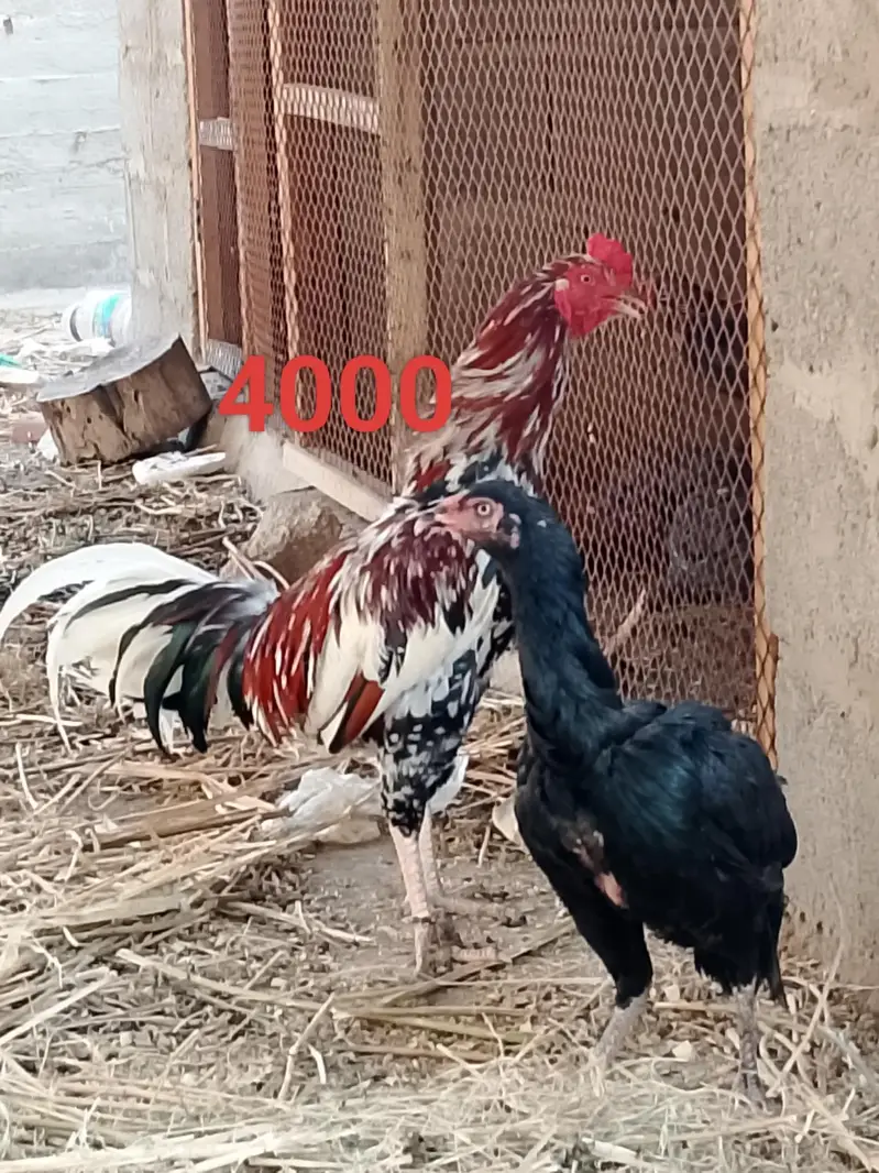 sb murgiyan Andy de Rahi hen — photo 3