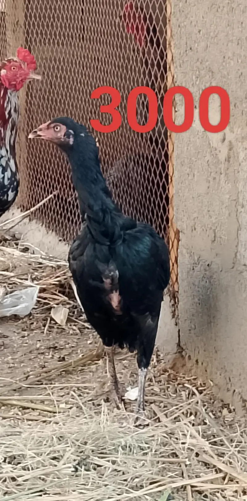 sb murgiyan Andy de Rahi hen — photo 4