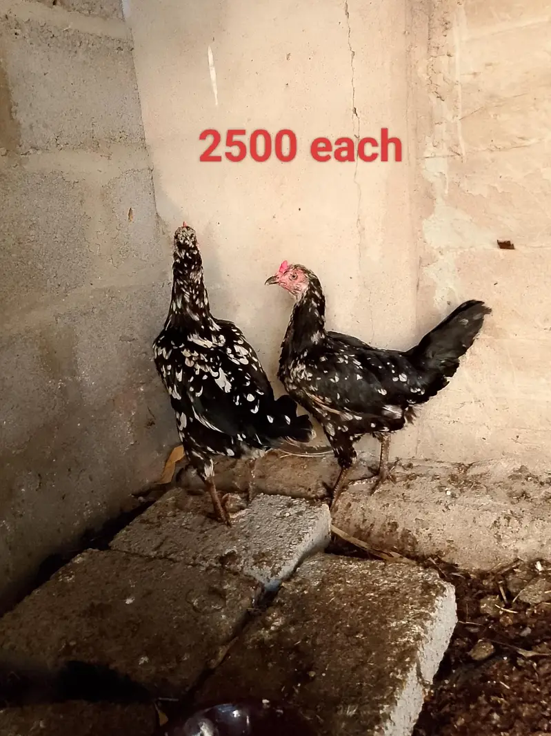 sb murgiyan Andy de Rahi hen — photo 5