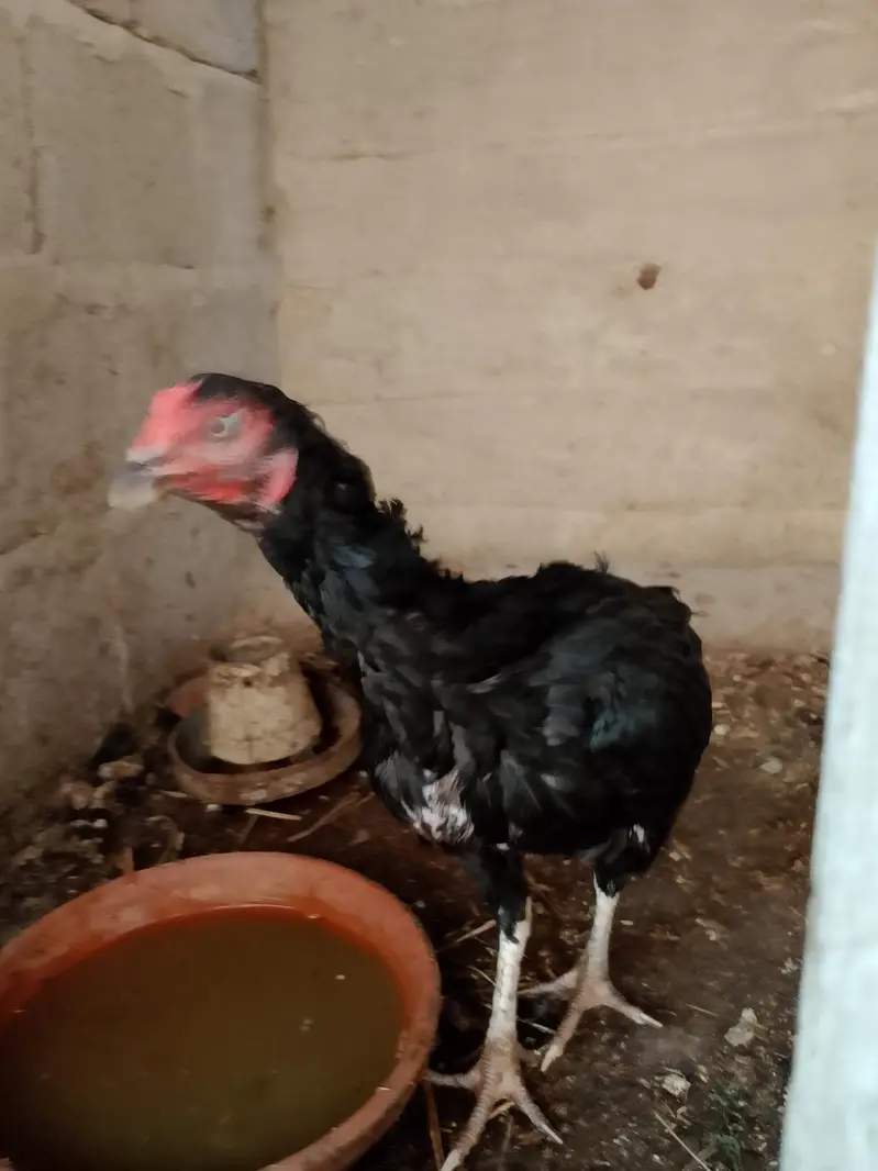 sb murgiyan Andy de Rahi hen — photo 6