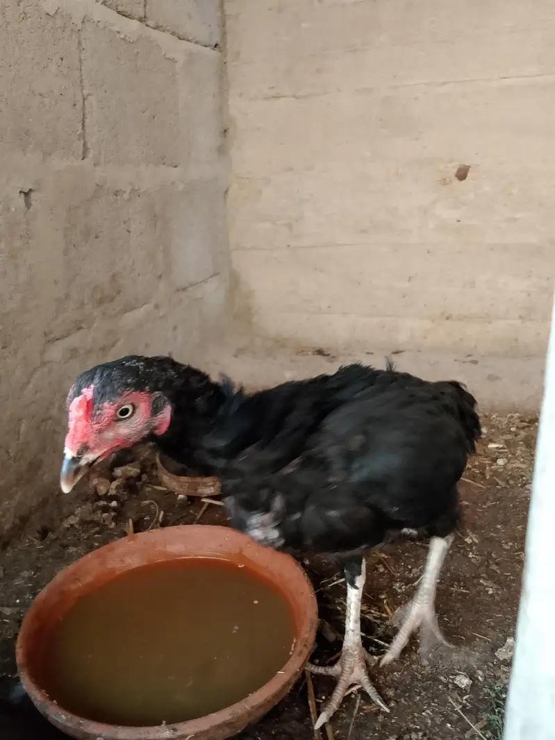 sb murgiyan Andy de Rahi hen — photo 7