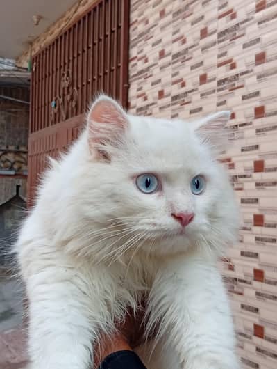 Persian cat Blue eyes double coat