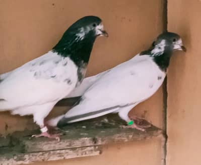pure ali walay pegions available