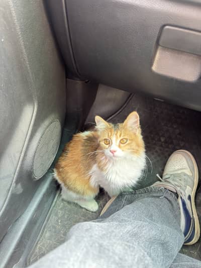 2 months orange white persian female kitten with food and litter