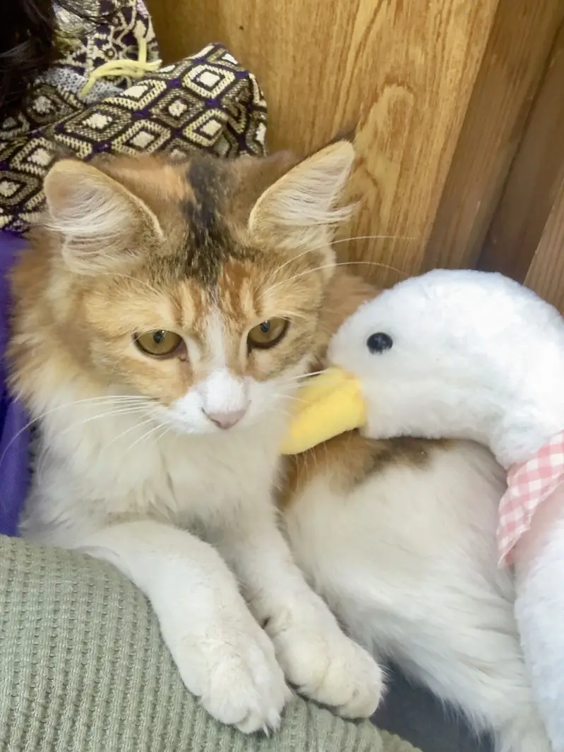 2 months orange white persian female kitten with food and litter — photo 2