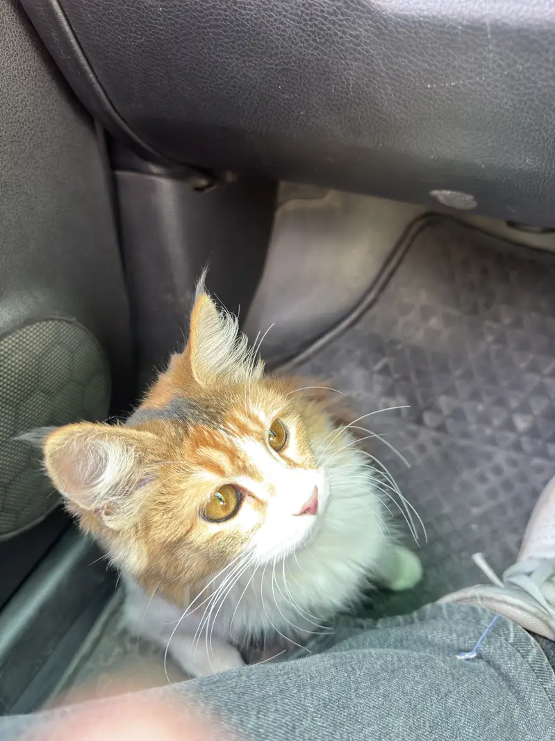 2 months orange white persian female kitten with food and litter — photo 3