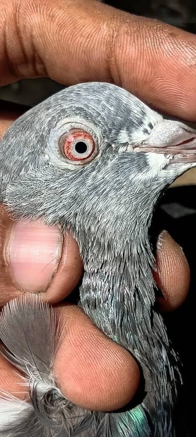 red eyes pair or aik galwa pair for sale no 03324749662