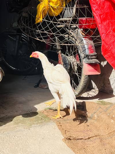 white Aseel heera patha for sale