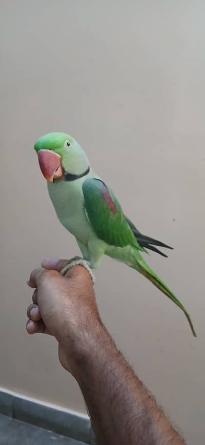 Raw parrot