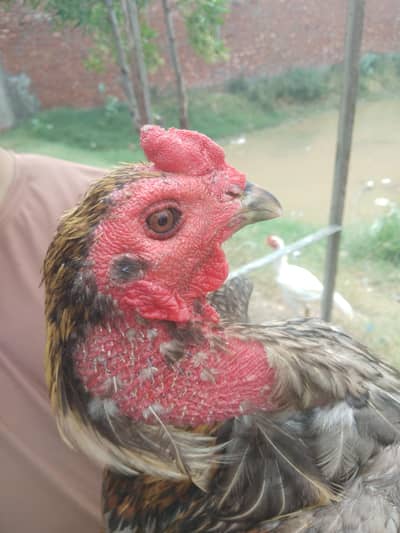 burmi breeders and patha available