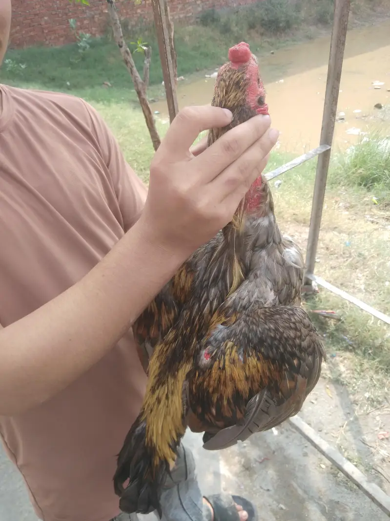 burmi breeders and patha available — photo 4