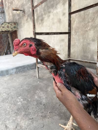  Pure Aseel Murghay for Sale 