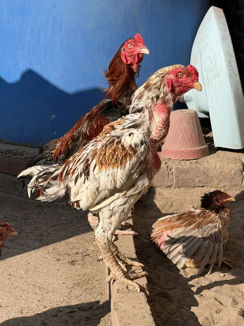  Pure Aseel Murghay for Sale  — photo 2