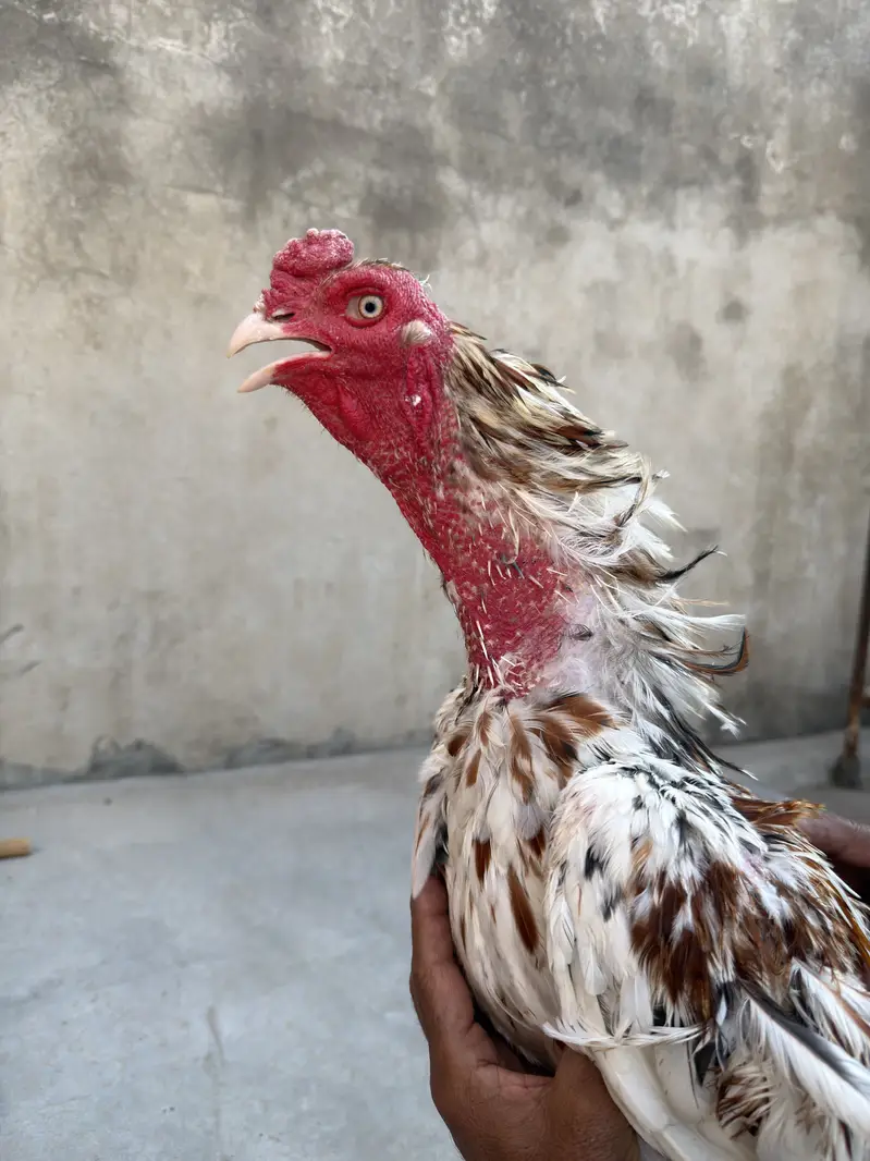  Pure Aseel Murghay for Sale  — photo 3