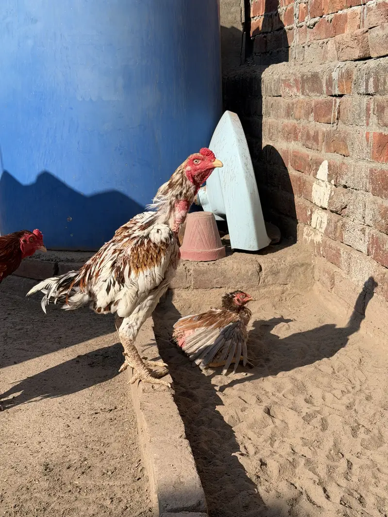  Pure Aseel Murghay for Sale  — photo 4