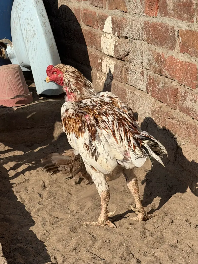  Pure Aseel Murghay for Sale  — photo 6