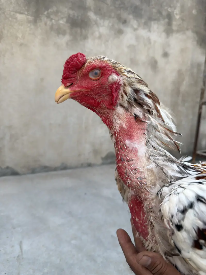  Pure Aseel Murghay for Sale  — photo 7