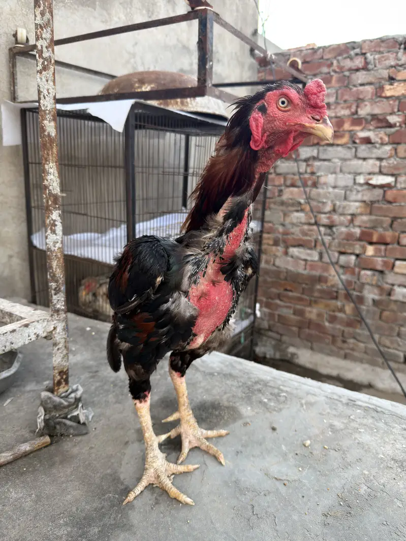  Pure Aseel Murghay for Sale  — photo 8