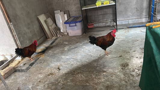 3 Adult Desi Murga