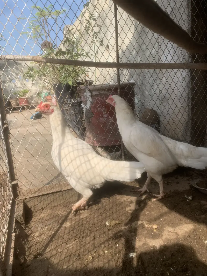 Hira aseel madi — photo 2