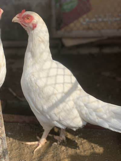 Hira aseel madi