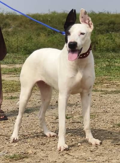 kuhati gultair female for sale
