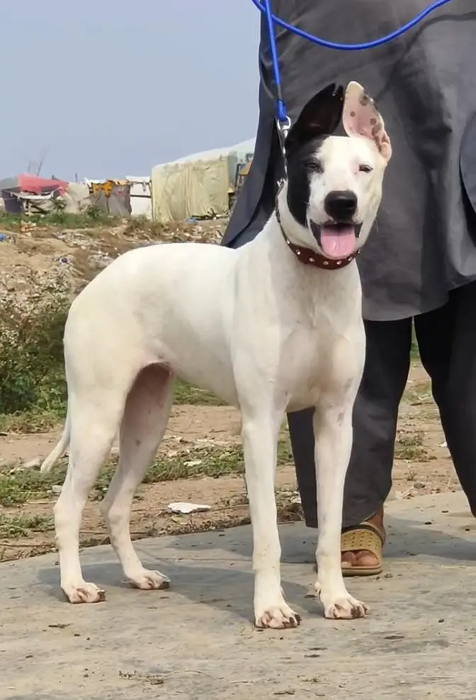 kuhati gultair female for sale — photo 2