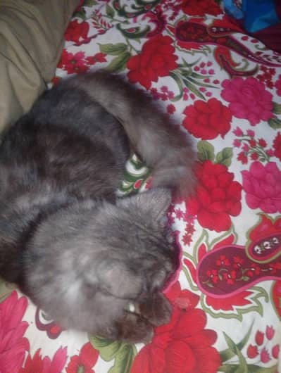 cat sale