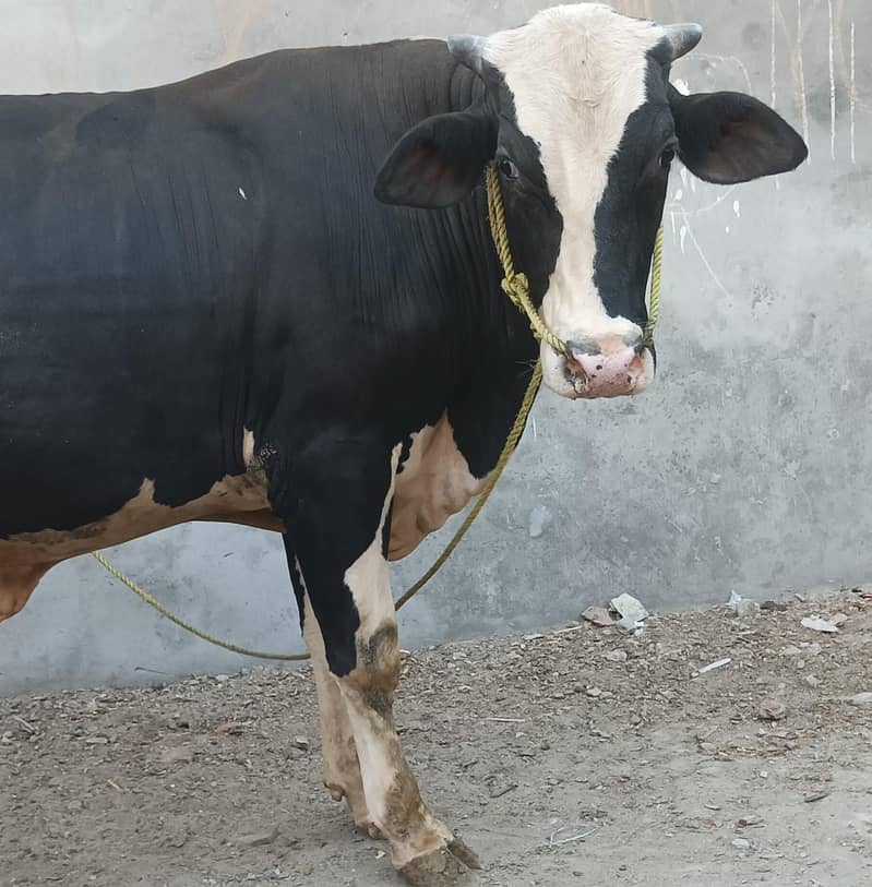 ولایتی بڑیڈر 0