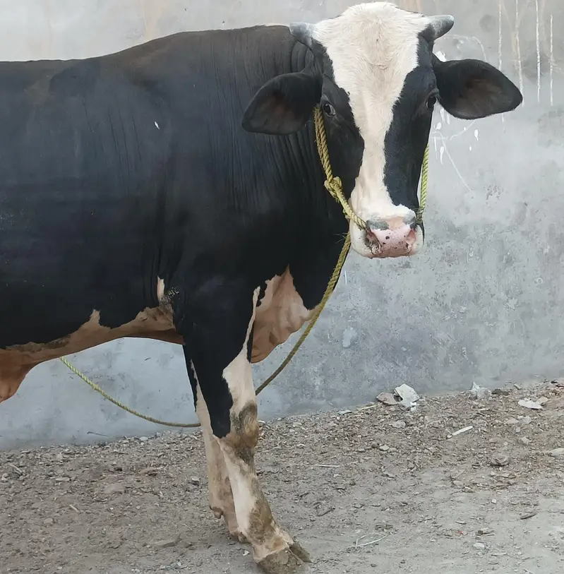 ولایتی بڑیڈر