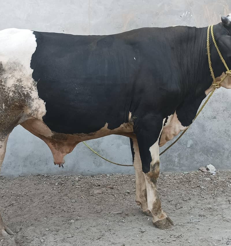 ولایتی بڑیڈر 2