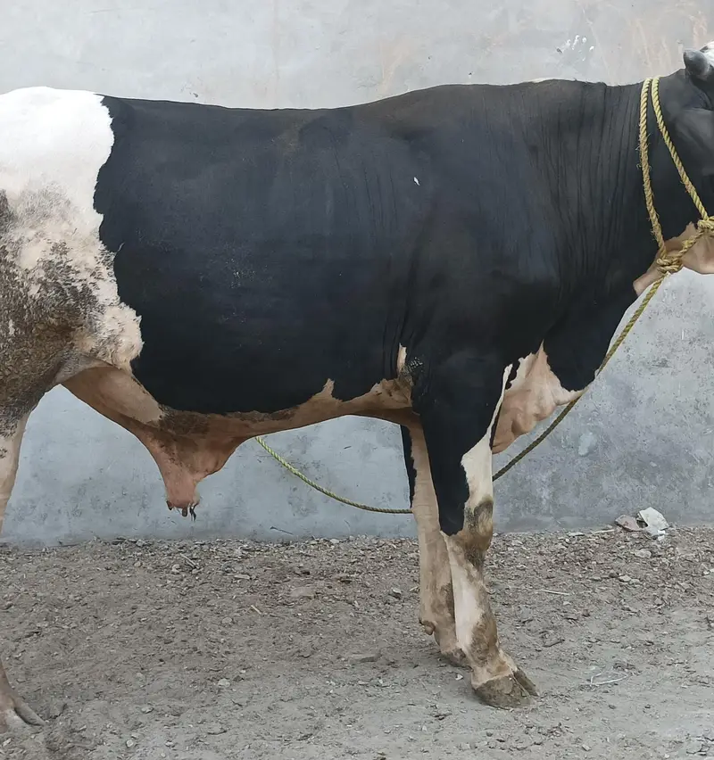 ولایتی بڑیڈر — photo 3