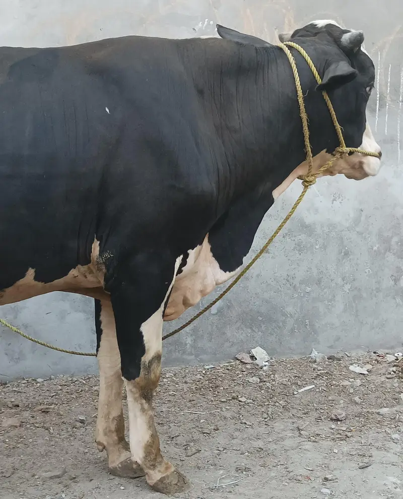 ولایتی بڑیڈر — photo 4
