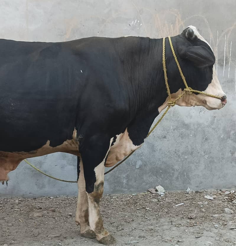 ولایتی بڑیڈر 4