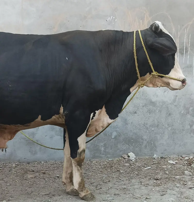 ولایتی بڑیڈر — photo 5
