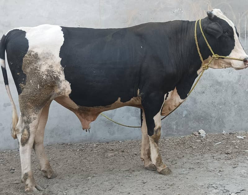 ولایتی بڑیڈر 5