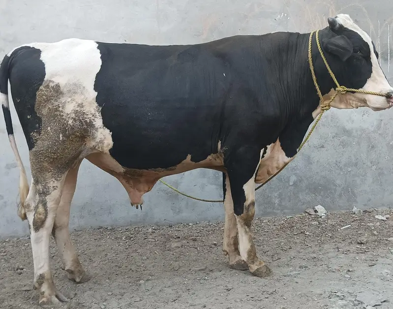 ولایتی بڑیڈر — photo 6
