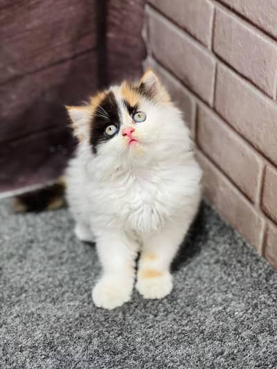 Cash on delivery parshion punch face kitten and cats