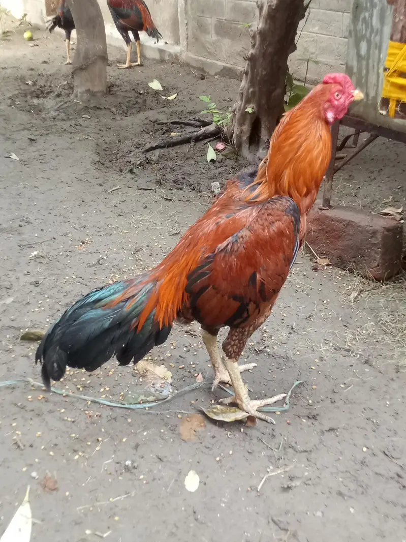 aseel murga for sale Umar 10 month — photo 2