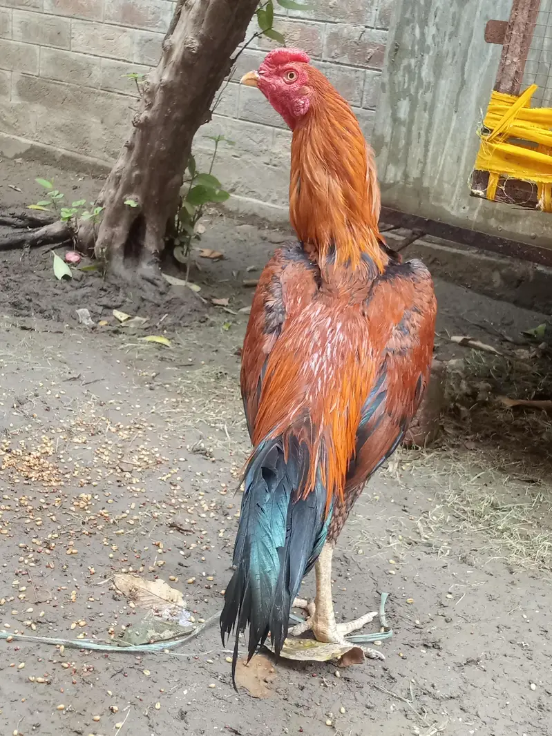 aseel murga for sale Umar 10 month — photo 3