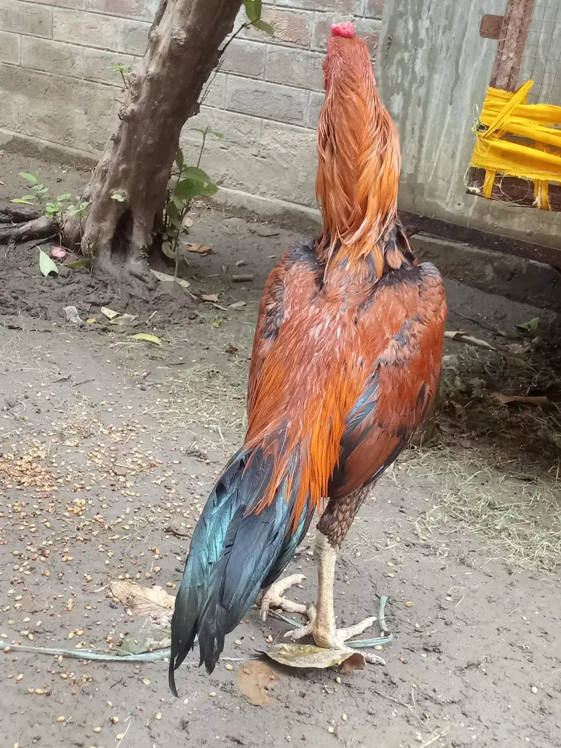 aseel murga for sale Umar 10 month — photo 4