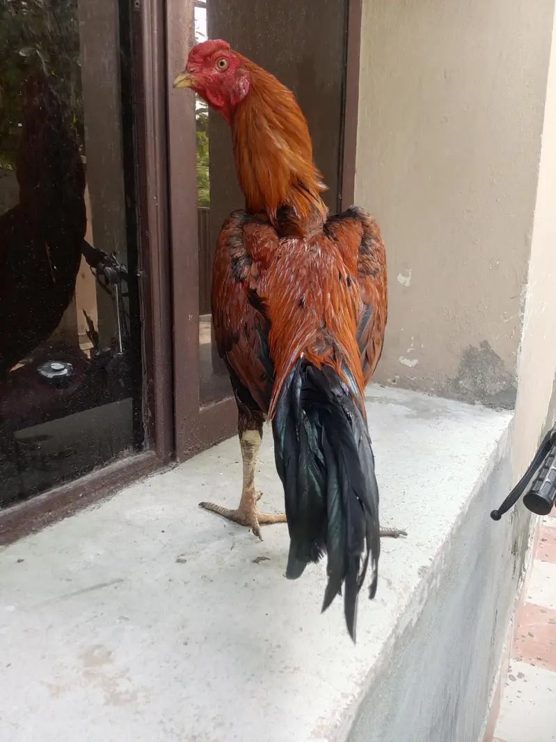 aseel murga for sale Umar 10 month — photo 6