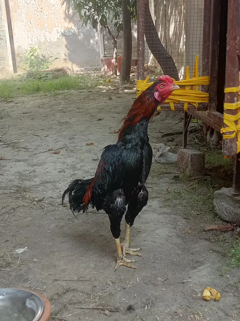 aseel murga for sale Umar 10 month — photo 7