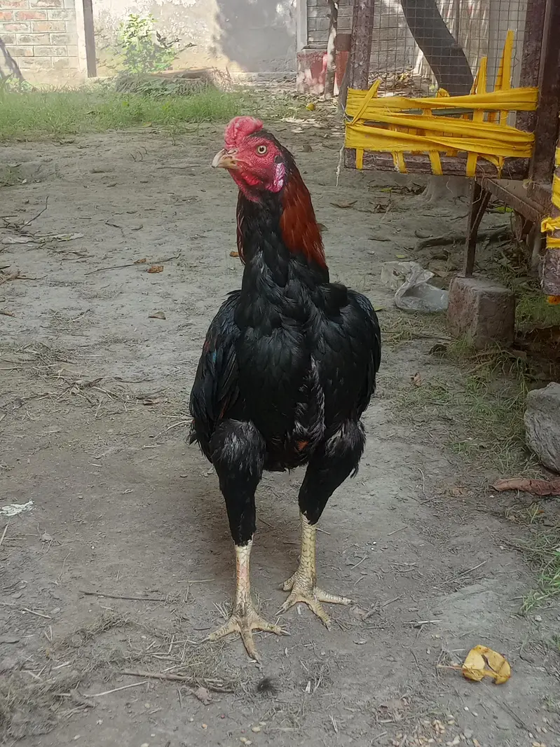 aseel murga for sale Umar 10 month — photo 9
