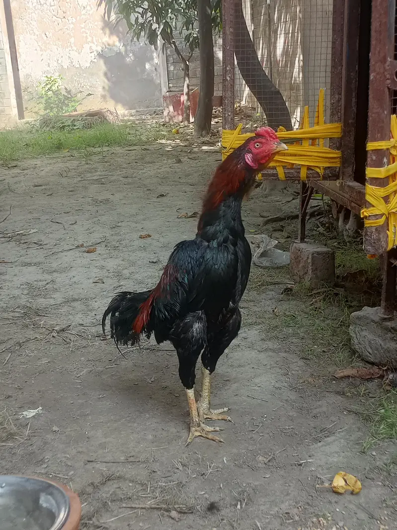 aseel murga for sale Umar 10 month — photo 10