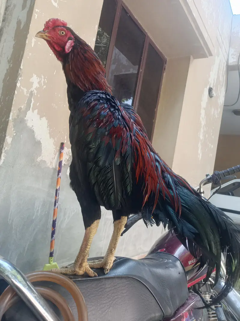 aseel murga for sale Umar 10 month — photo 11